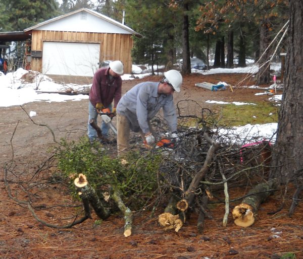 Professional Arborists